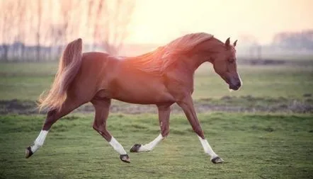 Fotografie rasei de cai arabi, descriere