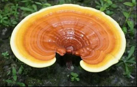 Ce sunt ciupercile reishi?