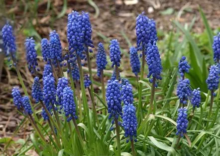 Rezumat al lecției-observare în natură în grupul senior Muscari (zambile de șoarece, ceapă de viperă)