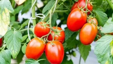 Tomato Chio Chio San recenzii, fotografie, descriere soi