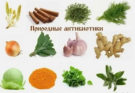 TOP-5 cele mai bune antibiotice naturale