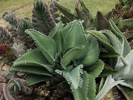 Tipuri de Kalanchoe cultivate acasă