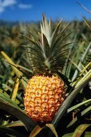 ananas