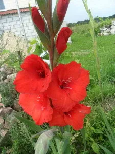 Cum să plantezi gladiole primăvara