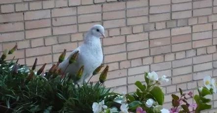 Un porumbel pe balcon este un semn