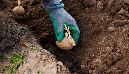 Plantarea cartofilor în termenii regiunii Moscova