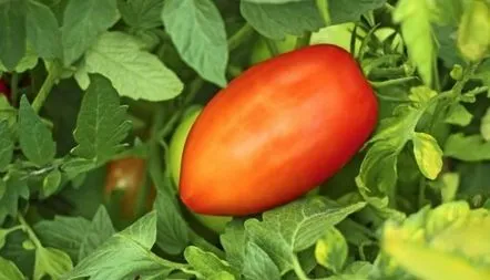 Tomate Percevidnye gigant descriere a soiului