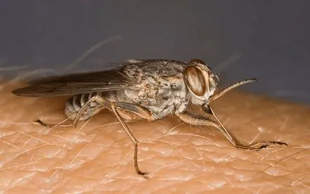 Musca tsetse este un pericol exotic