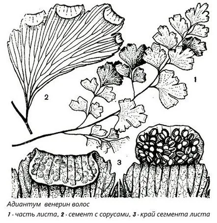 adiantum