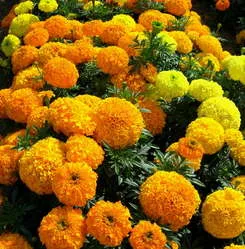 Marigold в нашата градина