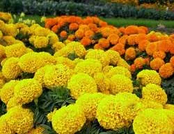 Marigold в нашата градина