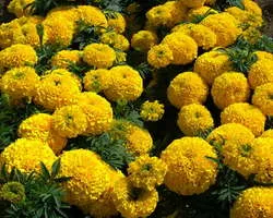 Marigold в нашата градина