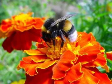 Marigolds növekvő magról és gondozás palántákhoz