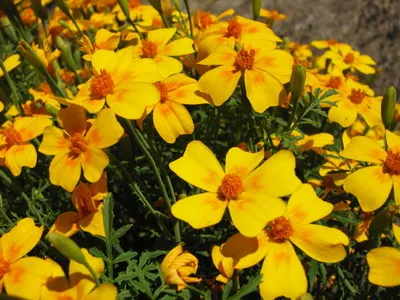 Tagetes fajták fényképei és nevei