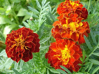 Tagetes fajták fényképei és nevei