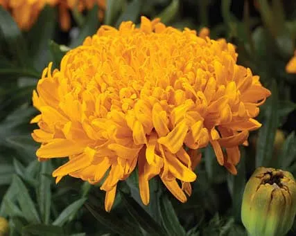 Tagetes fajták fényképei és nevei