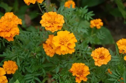 Tagetes fajták fényképei és nevei