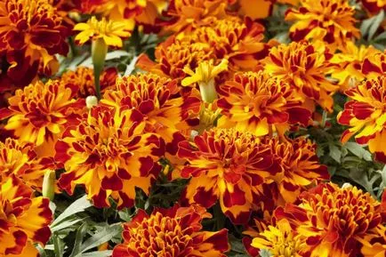 Tagetes fajták fényképei és nevei