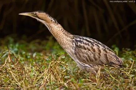 Bittern - un Heron relativ pestriță