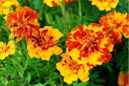 Tagetes fajták fényképei és nevei