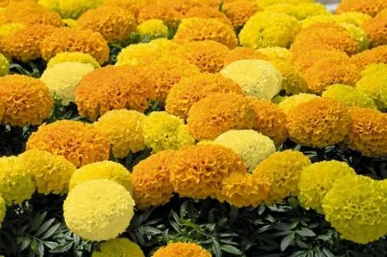 Tagetes fajták fényképét és a nevét, leírását fajtacsoportok