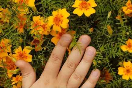 Tagetes fajták fényképei és nevei