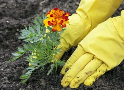 Tagetes fajták fényképei és nevei