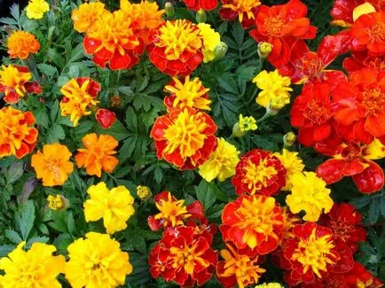 Tagetes fajták fényképei és nevei