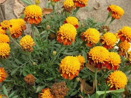 Tagetes fajták fényképei és nevei