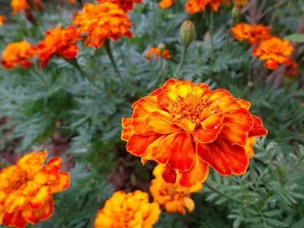 Tagetes fajták fényképei és nevei