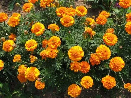 Tagetes fajták fényképei és nevei