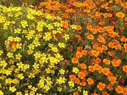 Tagetes fajták fényképét és a nevét, leírását fajtacsoportok