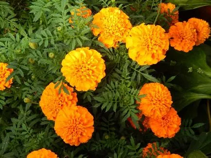 Tagetes fajták fényképei és nevei