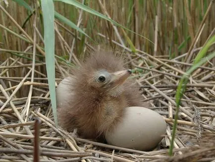 Bittern - un Heron relativ pestriță