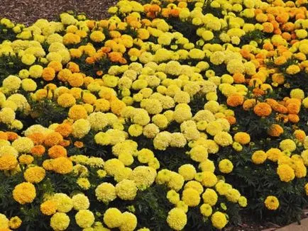 Marigolds növekvő magról és gondozás palántákhoz