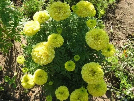 Tagetes fajták fényképét és a nevét, leírását fajtacsoportok