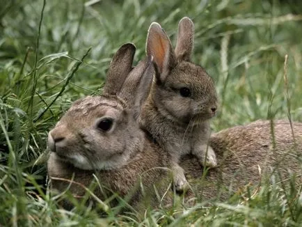 Sarcina la iepuri - Cât timp, cum să se definească termenul, naștere