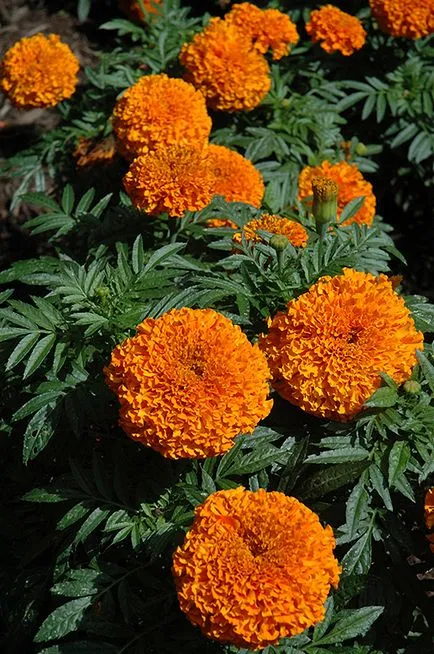 Tagetes fajták fényképét és a nevét, leírását fajtacsoportok