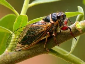 O cicada este o insectă cu o voce frumoasă