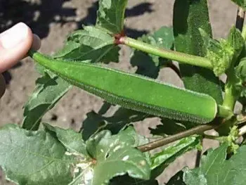 Cultivarea bamelor prin răsaduri