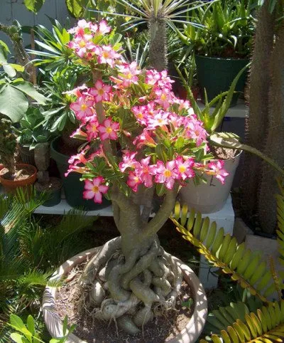 adenium