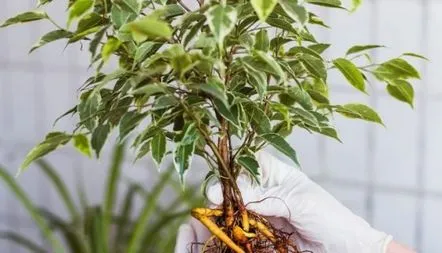 Metode de propagare a Ficus Benjamin la domiciliu