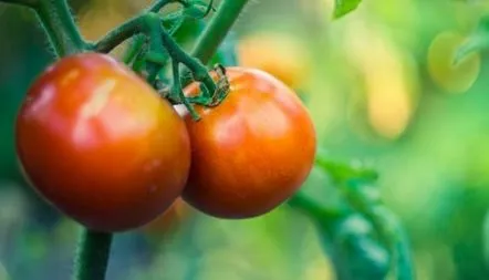 Recenzii de tomate Kiyanka, fotografie, descriere