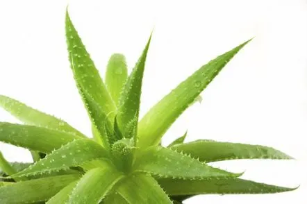 Utilizarea aloe în scopuri cosmetice