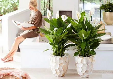 Spathiphyllum fericire feminină într-un ghiveci de flori