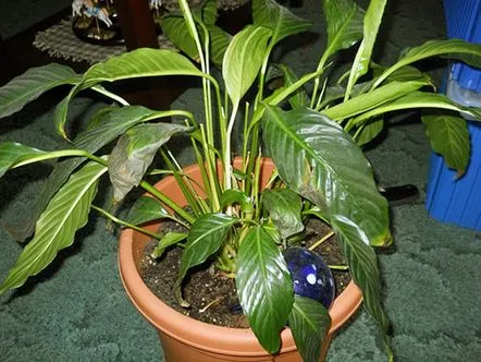 spathiphyllum