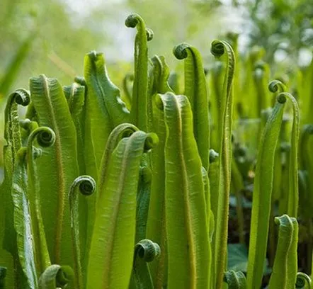 Fotografie cu bolile asplenium și îngrijirea plantelor