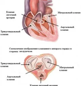 Degenerarea mixomatoasă a valvei mitrale, ce este, caracteristicile tratamentului