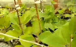 Formarea de plante foarte fertile din răsaduri de vinete video