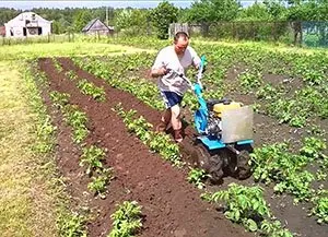 Întoarcerea cartofilor cu un tractor de mers în spate